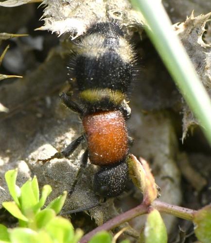 Mutilla europaea